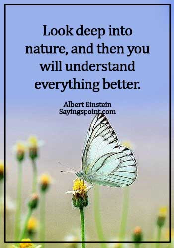 Nature Sayings - Look deep into nature, and then you will understand everything better. - Albert Einstein