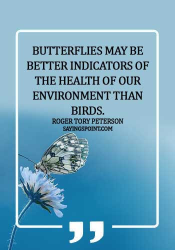 Environment Quotes - Butterflies may be better indicators of the health of our environment than birds.