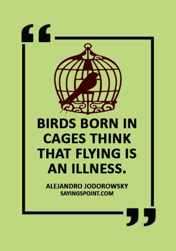inspiration from birds  -  "Birds born in cages think that flying is an illness." —Alejandro Jodorowsky