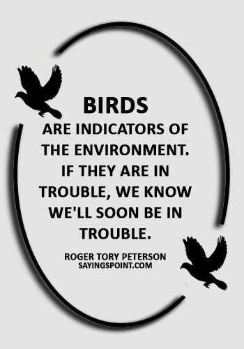 Birds Sayings -"Birds are indicators of the environment. If they are in trouble, we know we'll soon be in trouble." —Roger Tory Peterson