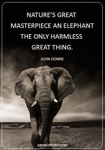 inspirational elephant quotes - “Nature’s great masterpiece, an elephant; the only harmless great thing.” —John Donne