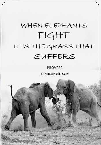 Elephant proverb - “When elephants fight it is the grass that suffers.” —Proverb