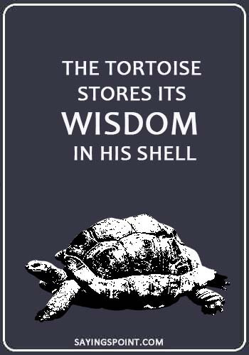 Turtle Quotes - “The tortoise stores its wisdom in his shell.” 