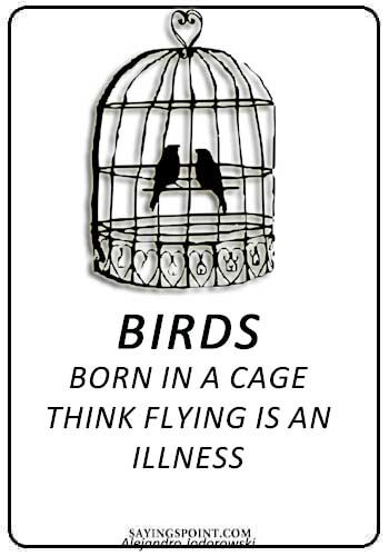 "Birds born in a cage think flying is an illness." —Alejandro Jodorowski