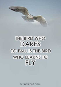 Flying Quotes -“The bird who dares to fall is the bird who learns to fly.