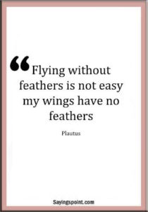 Feather Sayings - "Flying without feathers is not easy; my wings have no feathers." —Plautus