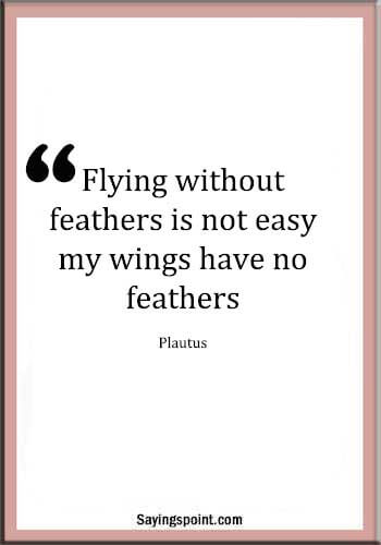 Feather Sayings - "Flying without feathers is not easy; my wings have no feathers." —Plautus