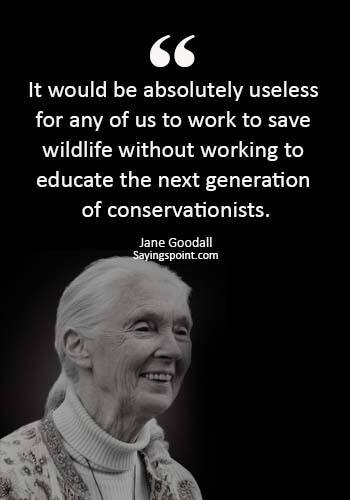 save wildlife sayings - “It would be absolutely useless for any of us to work to save wildlife without working to educate the next generation of conservationists.” —Jane Goodall