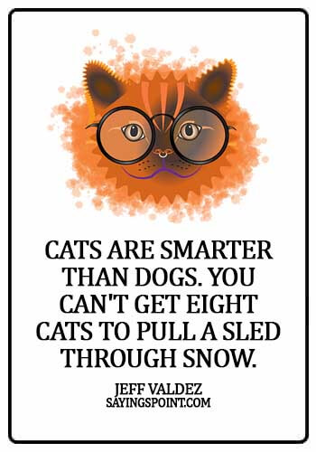 Cat  Sayings - Cats are smarter than dogs. You can't get eight cats to pull a sled through snow. - Jeff Valdez