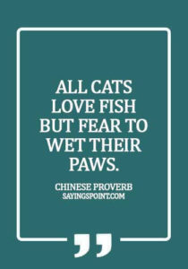 Cat Sayings - All cats love fish but fear to wet their paws. - Chinese Proverb