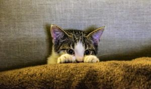 Funny Cat Sayings