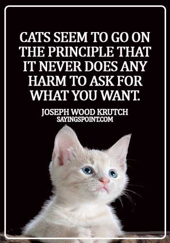 inspirational cat quotes - Cats seem to go on the principle that it never does any harm to ask for what you want. - Joseph Wood Krutch