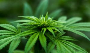 Funny Weed Sayings