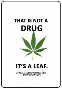 funny smoking weed quotes - “That is not a drug, it’s a leaf.” —Arnold Schwarzenegger