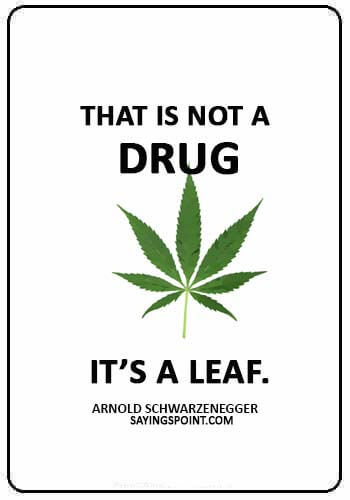 funny smoking weed quotes - “That is not a drug, it’s a leaf.” —Arnold Schwarzenegger