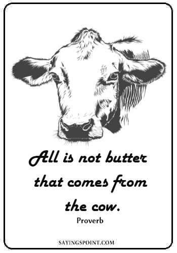 show cow quotes - “All is not butter that comes from the cow.” 