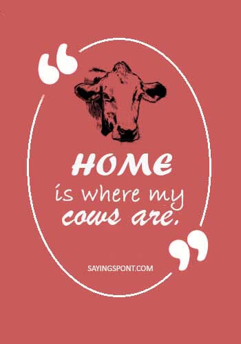 Cow Quotes - Home is where my cows are.