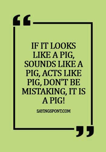 Funny Pig Quotes - "If it looks like a pig, sounds like a pig, acts like pig, don't be mistaking, it is a pig!" 